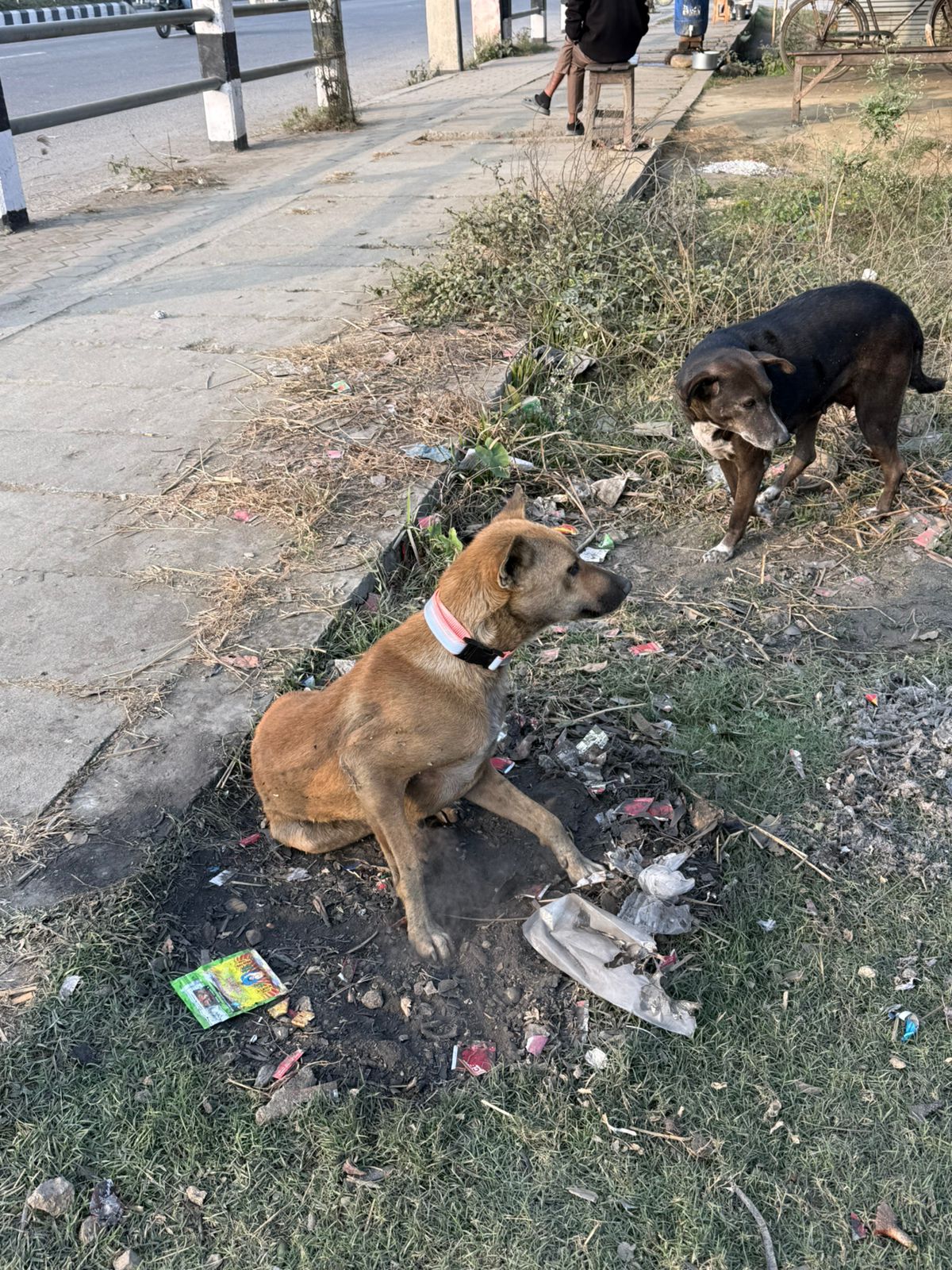 Glow for Life-500 Reflective Dog Collars put on Dogs